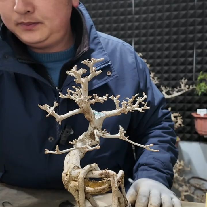 无花朵高度22粗2.5白蜡一盆