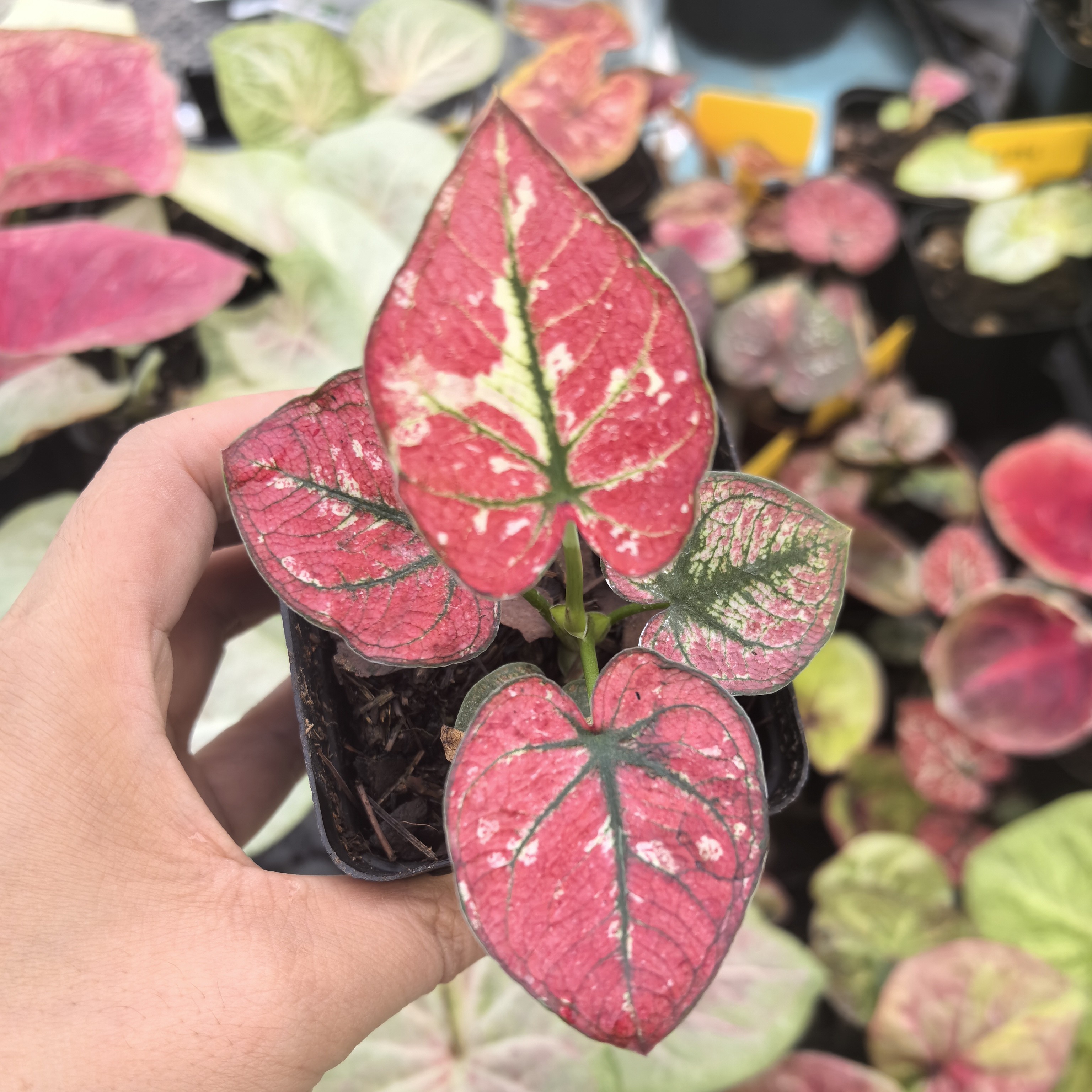 猩红玛丽，组培小苗养定，不包叶损不包养护