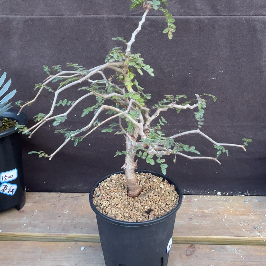 汤圆植物飘枝款滔天橄榄6