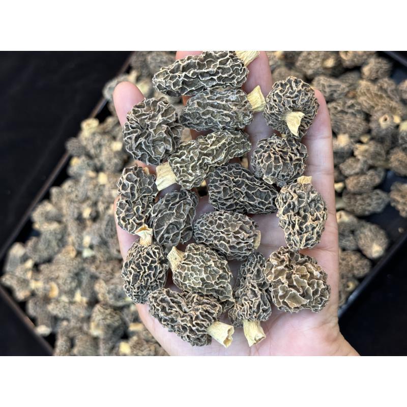 小太阳景云 大羊肚菌 特产干货 250g