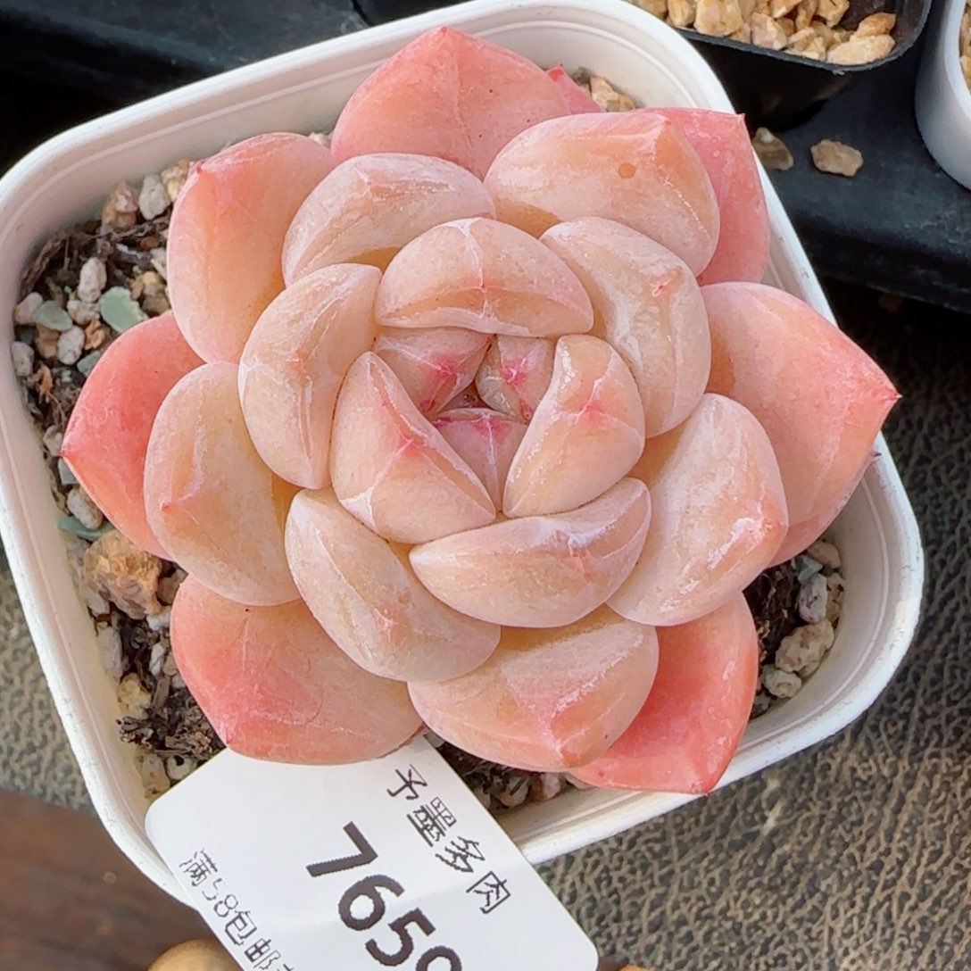 刚毅福利，7659多肉