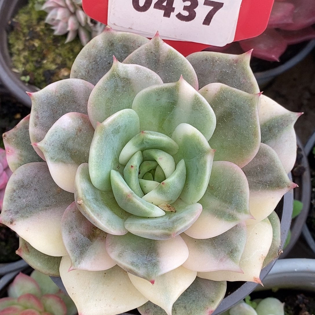 437花脸贝加尔湖哈哈哈哈