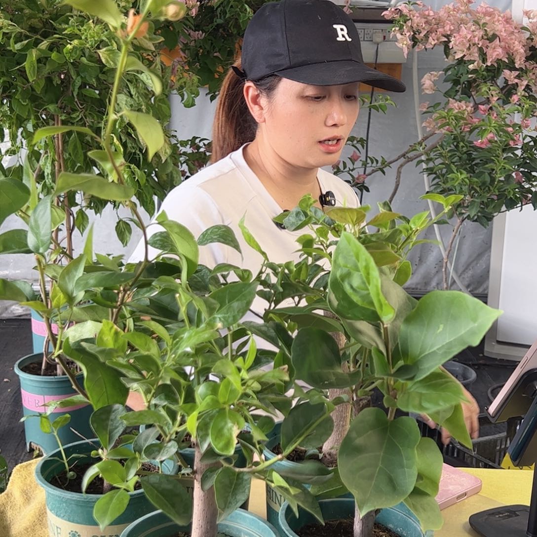 掌中宝随机三角梅一颗