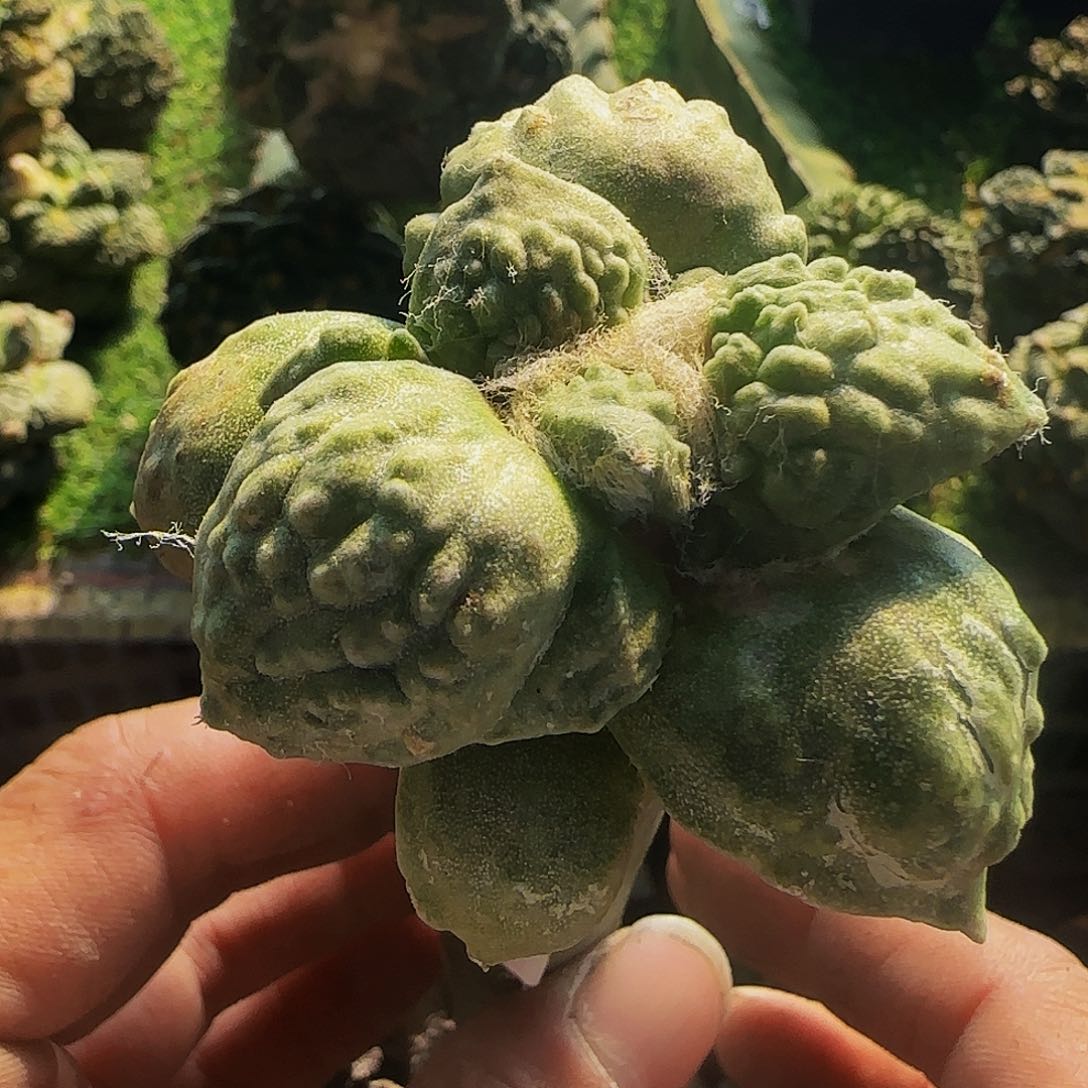 丸叶怒涛029仙人球