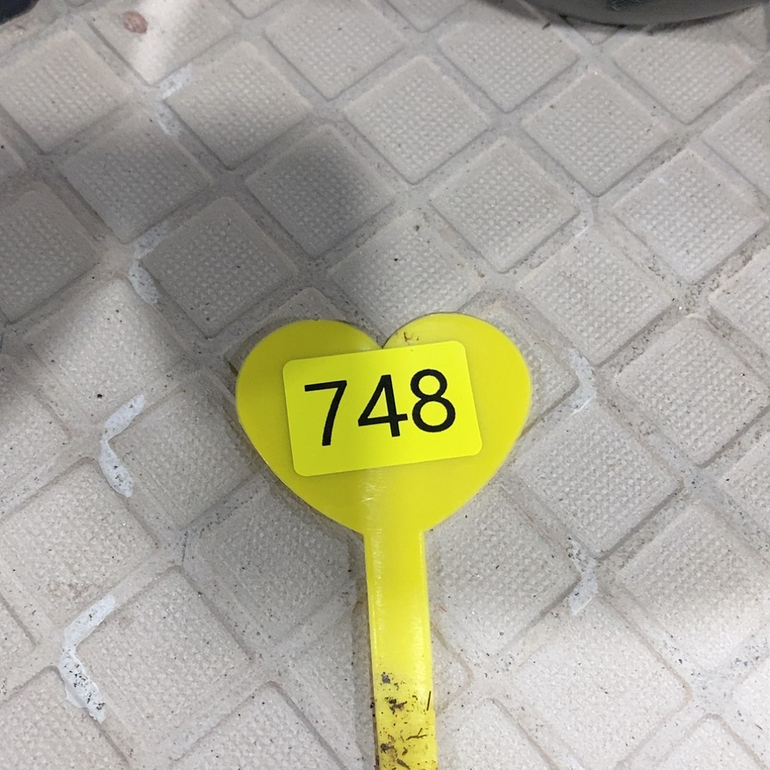 南非龟甲龙龟甲龙