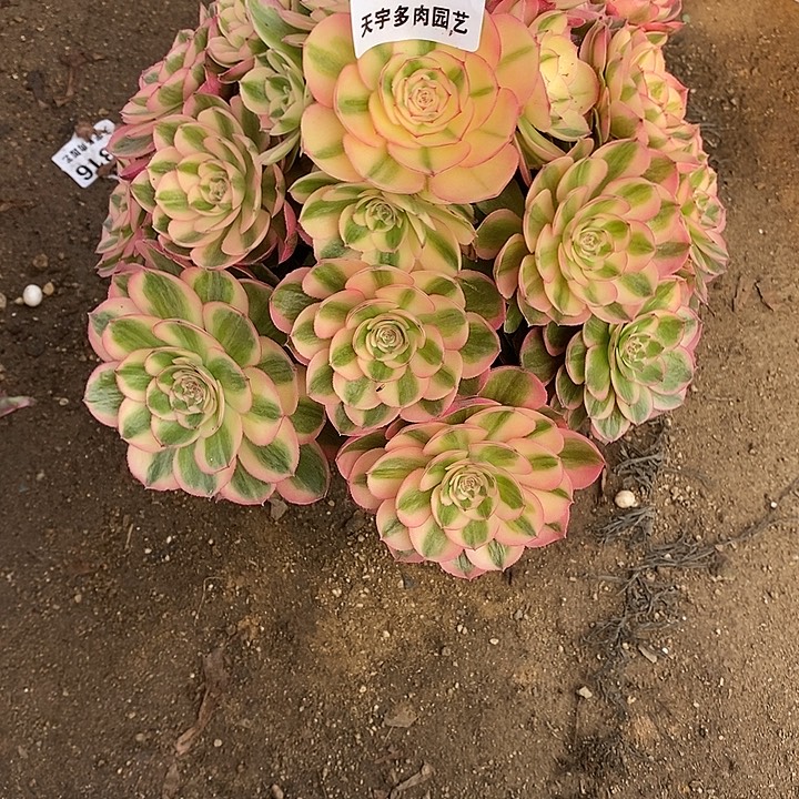 艳***。多肉植物荔枝534多肉