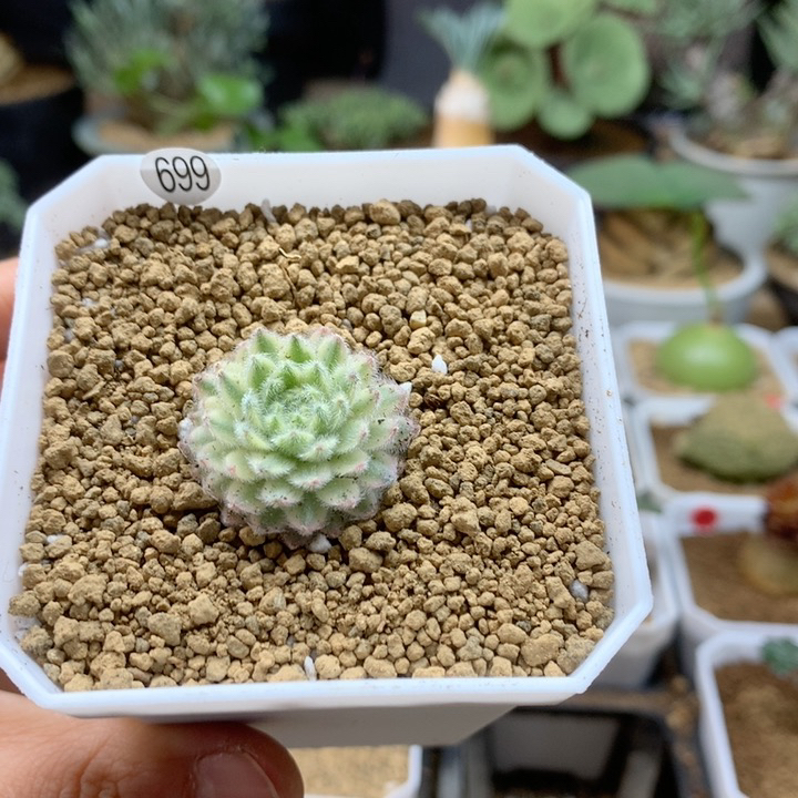 优雅长生草锦脱土