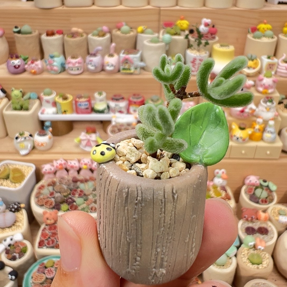 多肉植物48号枝干
