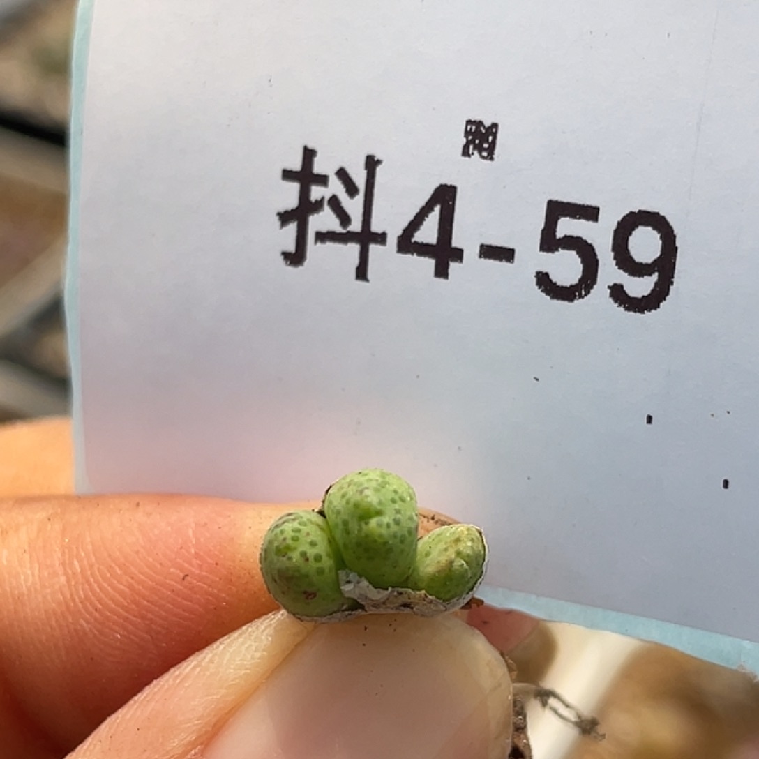 4-59草莓斑马苗多肉植物