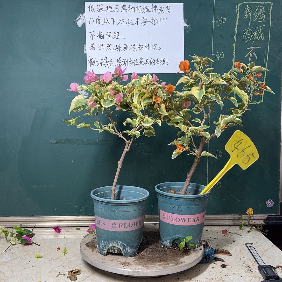 全部花苞下播 金边宫粉 橙冰 465