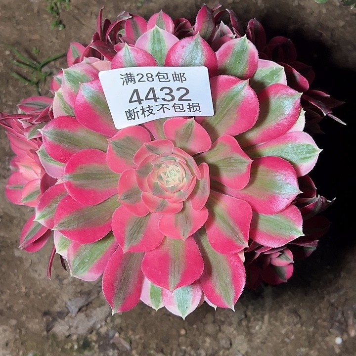 4432粉女巫多肉植物