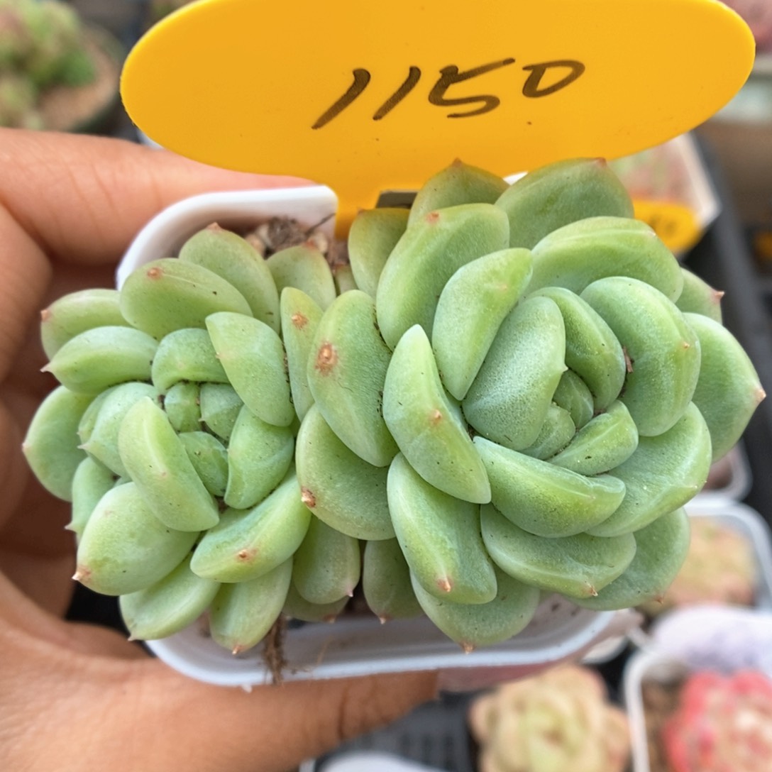 财富88群生可拍1150号