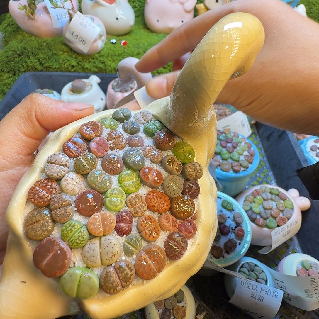 多肉植物福利冲1418