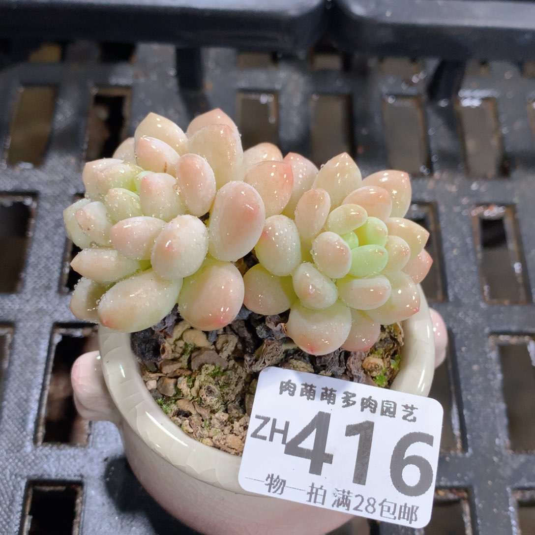 肉萌萌拇指盆精控多肉ZH416