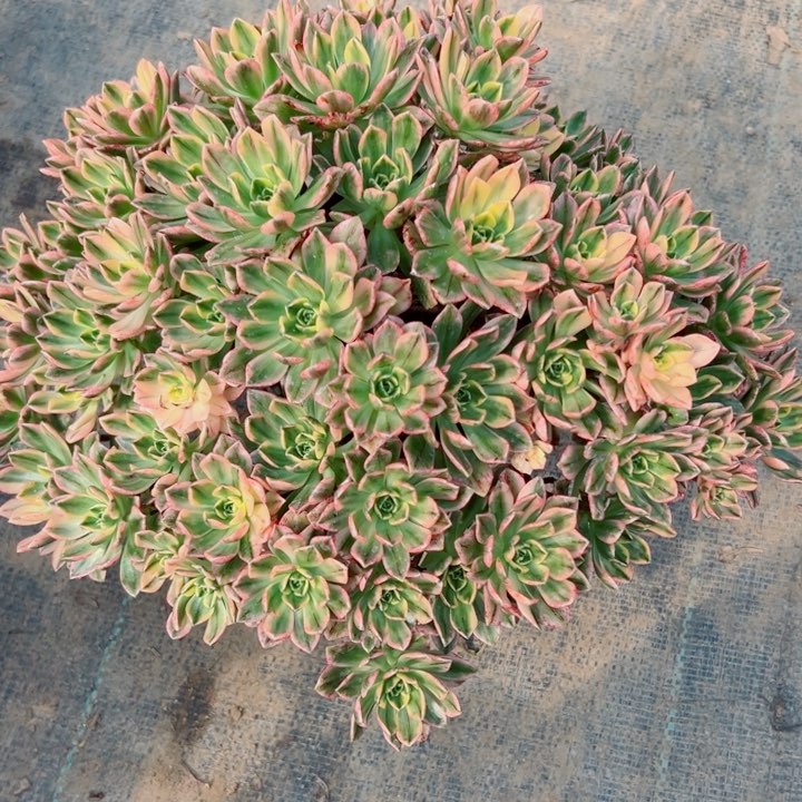 198甜茶多肉植物，