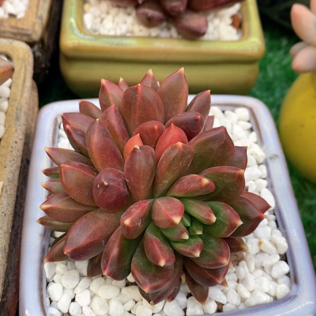 迷雾泡泡多肉植物盆栽