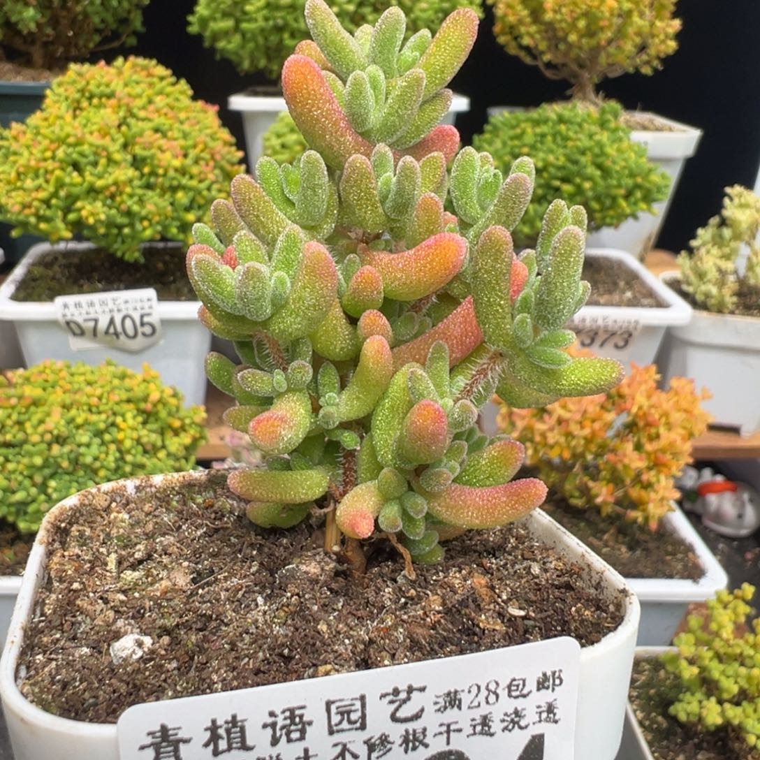 D7424红叶一物一拍