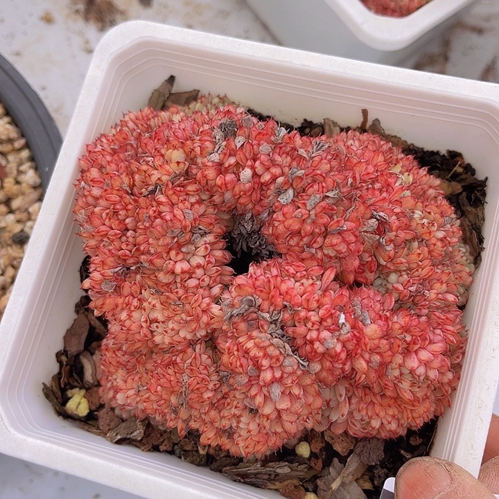 粉姬莲2598多肉植物