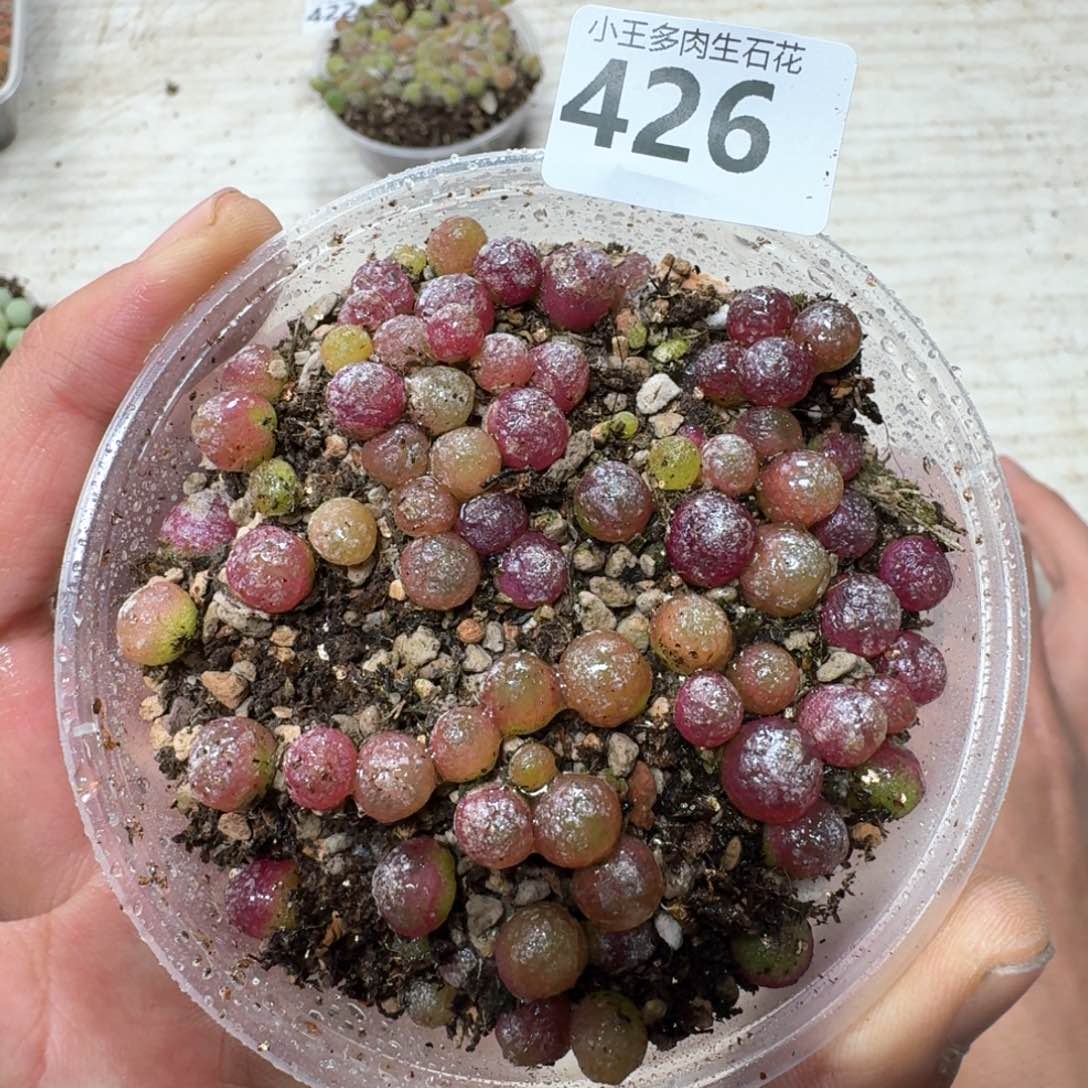 426。 小灯泡一盒多肉植物