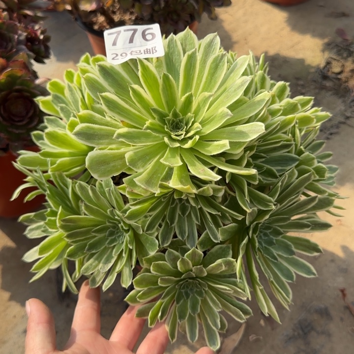 碧浪……多肉植物……