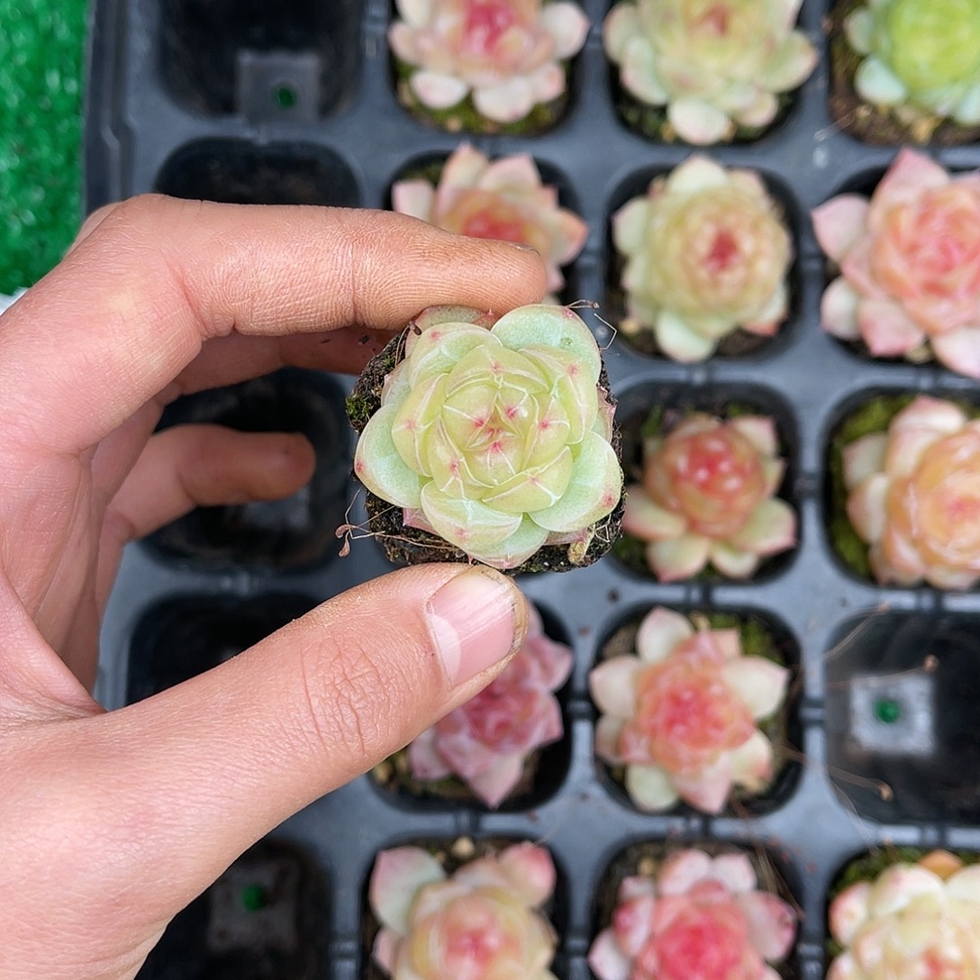 多肉一物一拍25-117