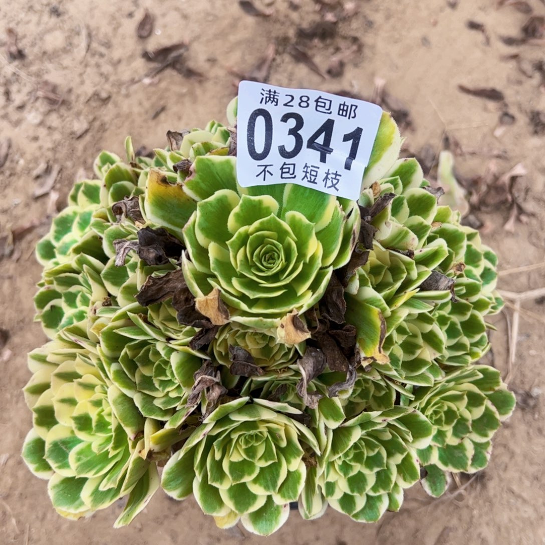 有断枝0341法师多肉植物