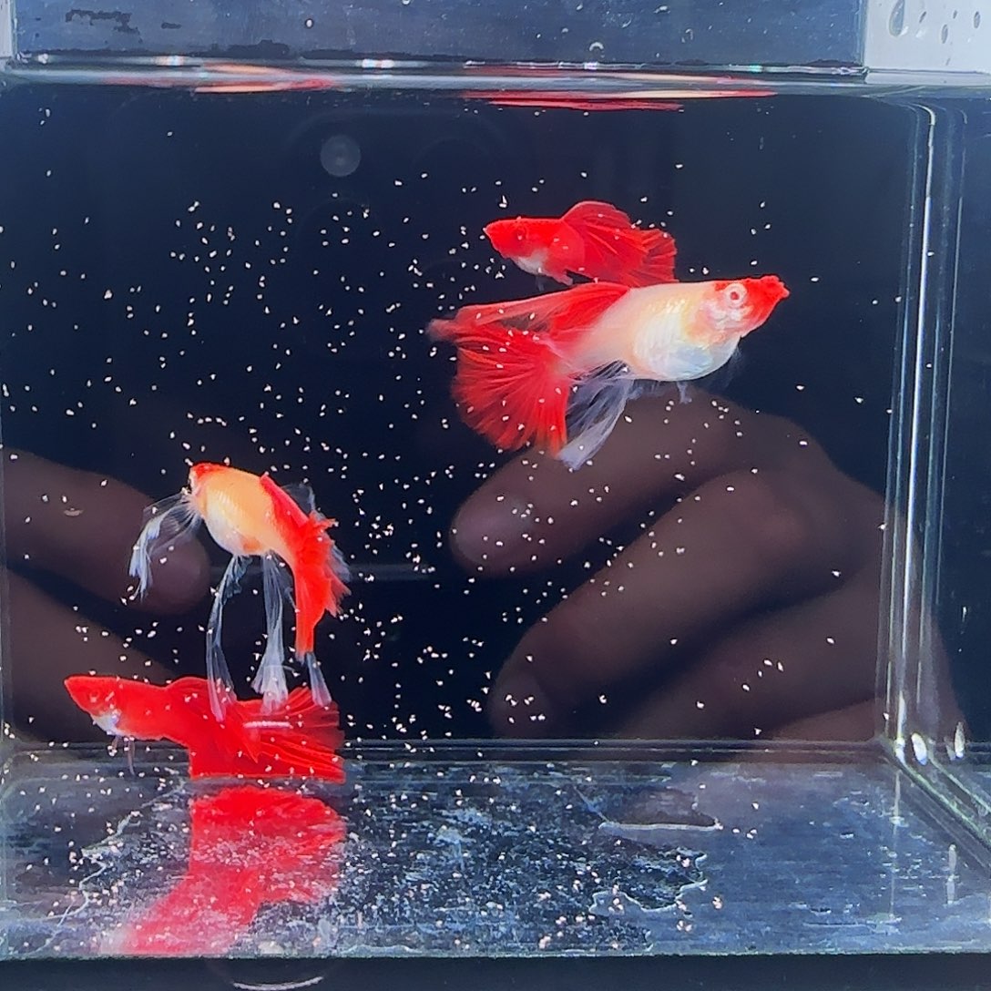 孔雀鱼血红红头绣球2对