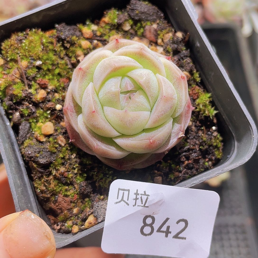 842 精品多肉一物一拍