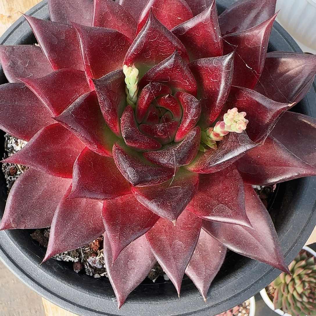 东云一物一拍两颗包邮