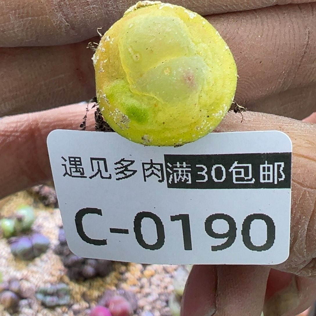 多肉植物1111111111111111