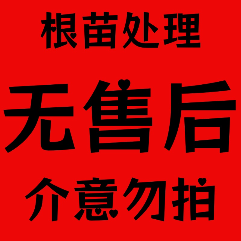 D【传统大菊】根苗处理无售后，介意勿拍！