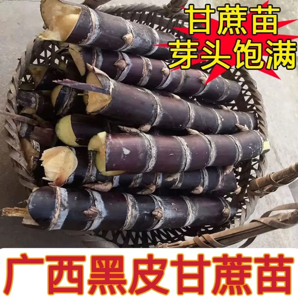 广西黑皮甘蔗现砍甘蔗种南方北方甘蔗种盘锦种植