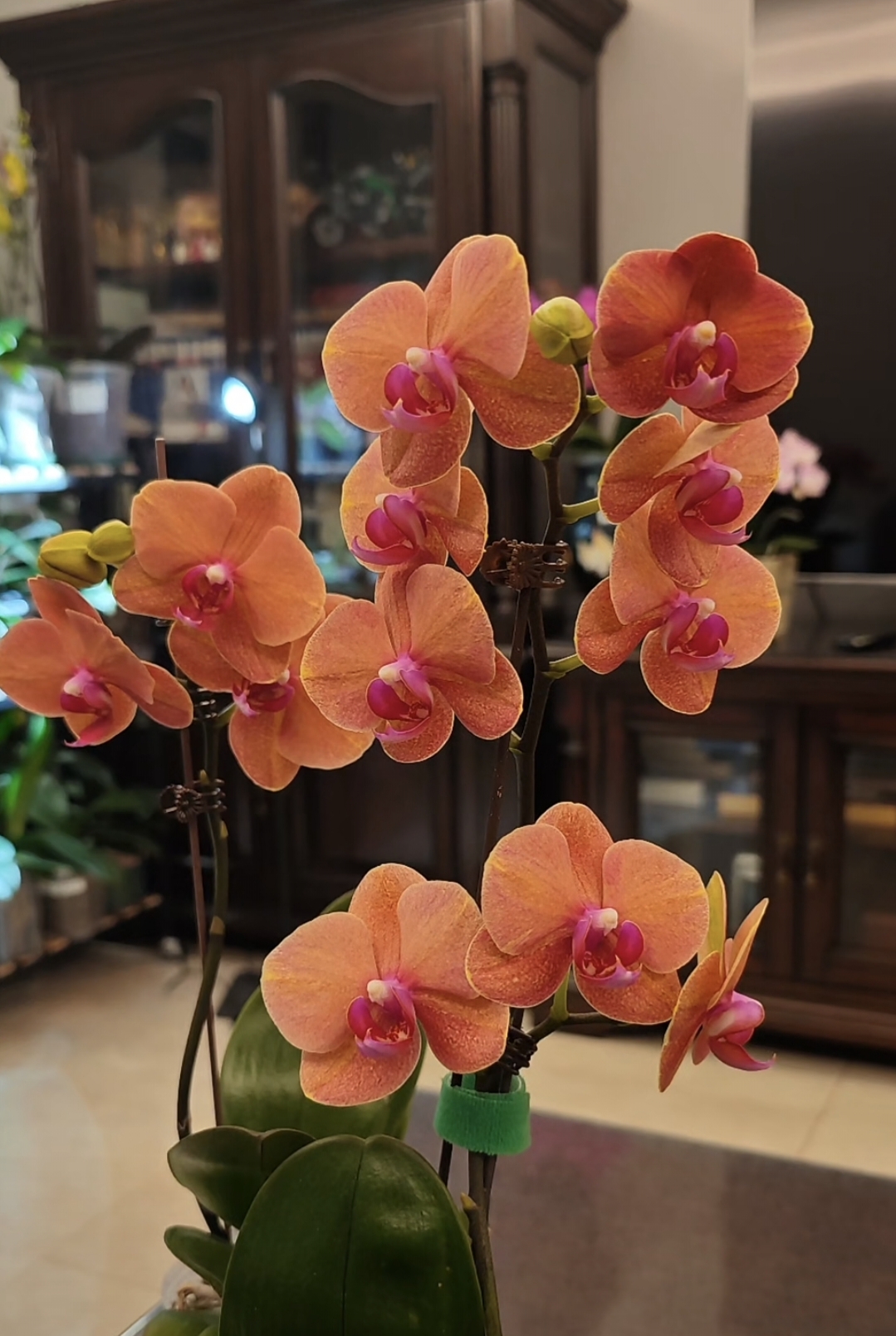 【精品特挑】金桔蝴蝶兰 3-5花剑 花苗盆栽鲜花绿植客厅卧室