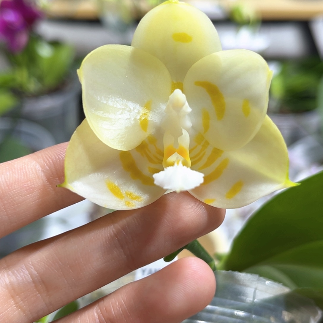 完全开放2.5寸雅风情歌开花株