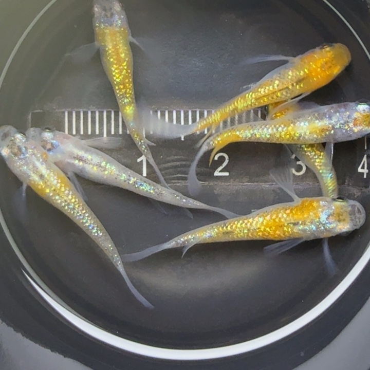 青鳉鱼月神61号青鳉