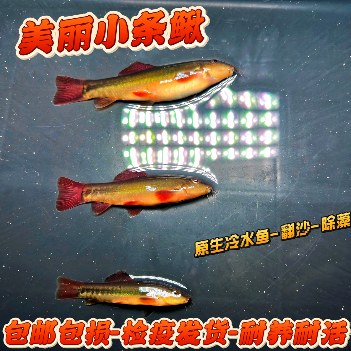 美丽小条鳅 原生冷水鱼 小型淡水观赏鱼翻沙除藻群游吃饲料可混养