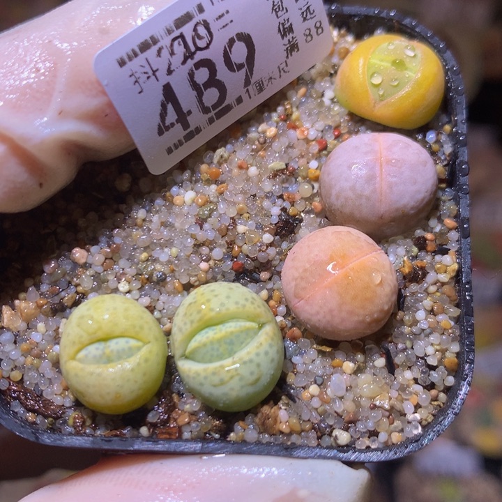 精品生石花220.489