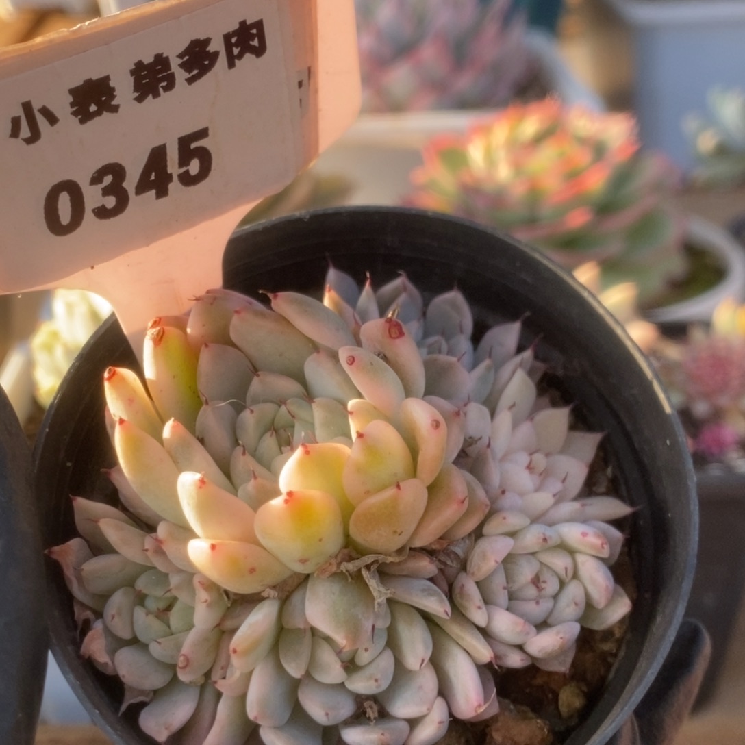 345妲己锦锦锦锦锦