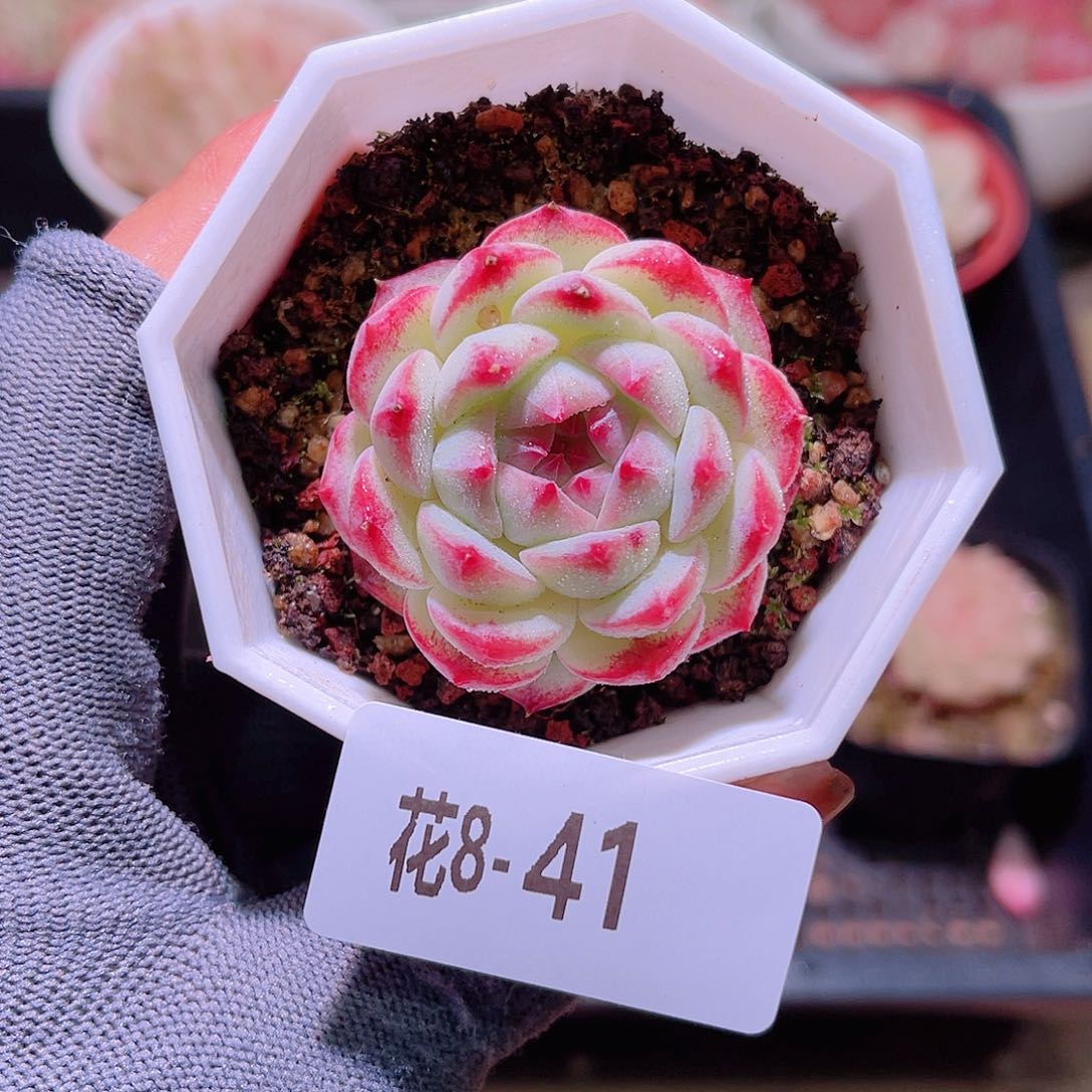 花08-41精选糖心