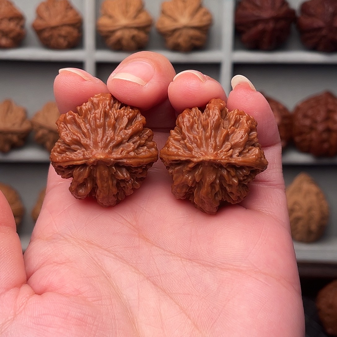 文玩核桃把件蝴蝶龙脊珊瑚王北极星Z