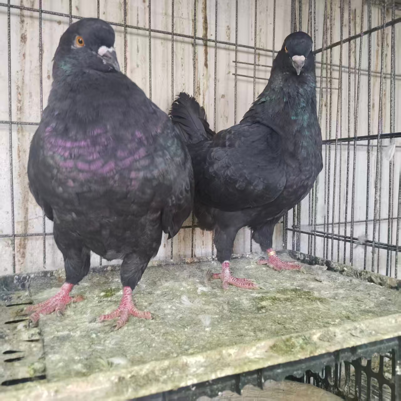黑色鸽子可观赏可食用直播间专用链接