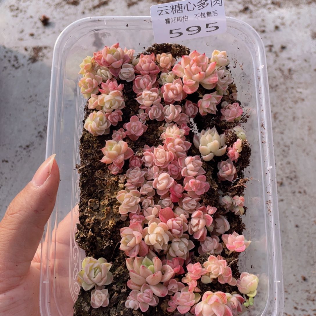 云糖心多肉植物595