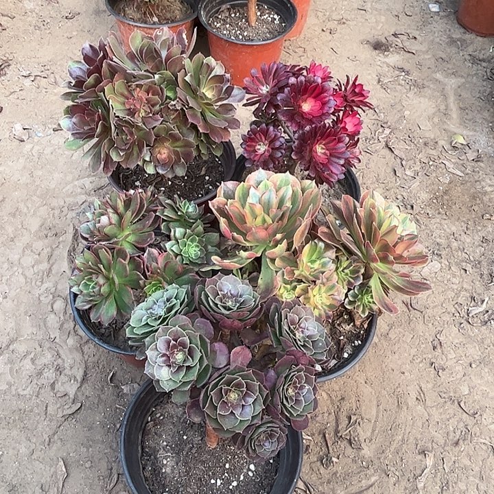 983多肉植物瑕疵特价，