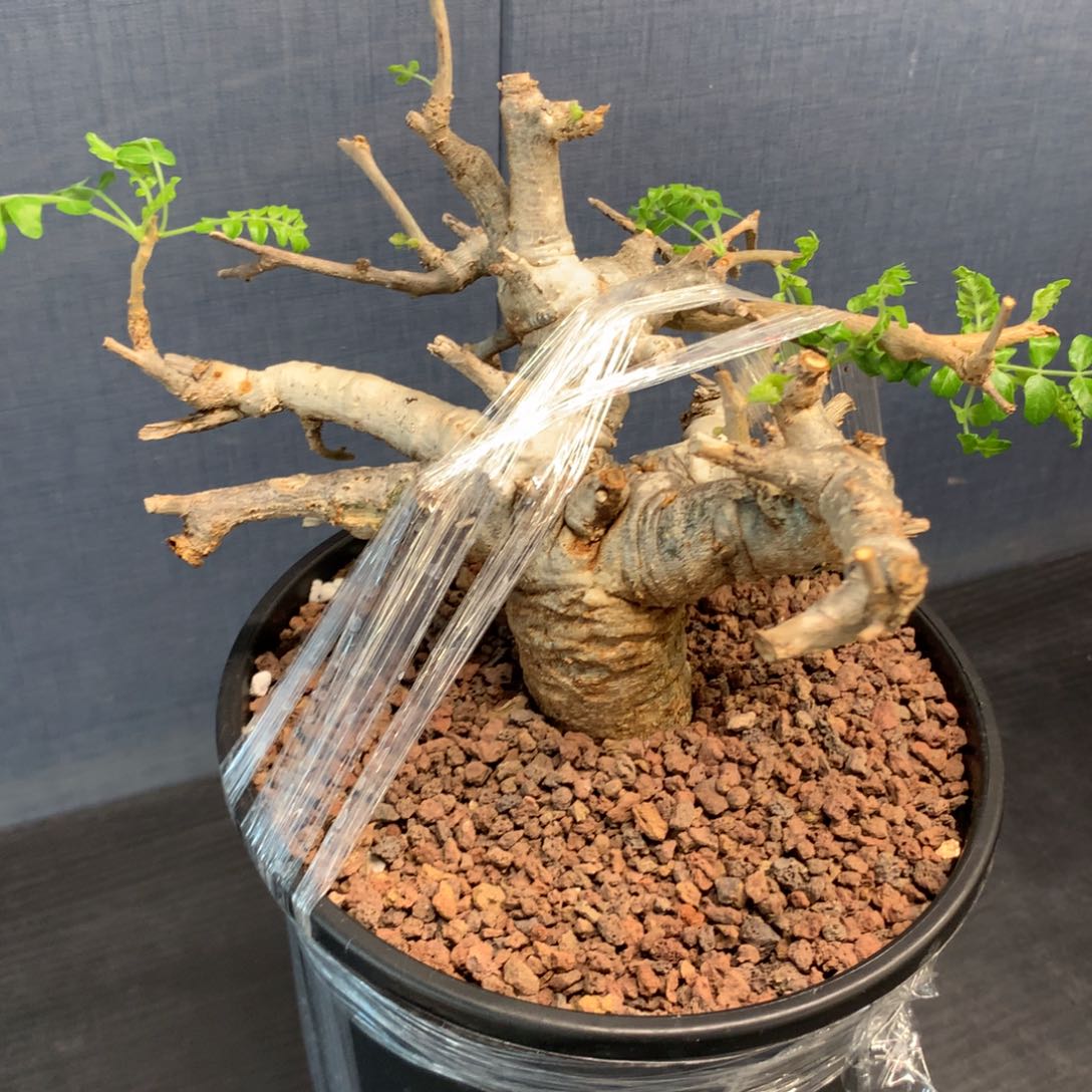 尼勒达乳香产地熟桩