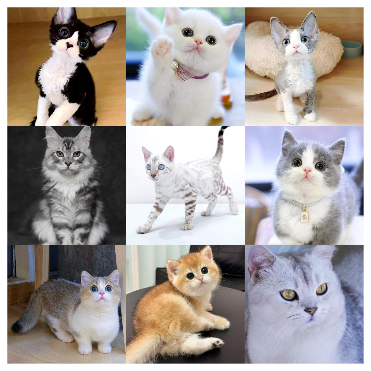 【开播猫猫活体福袋链接】抢到联系客服
