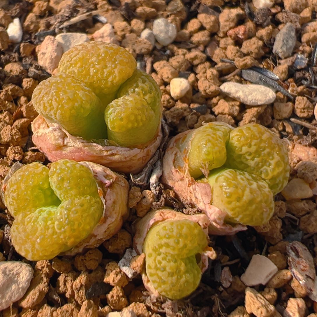 70多肉植物百科知识