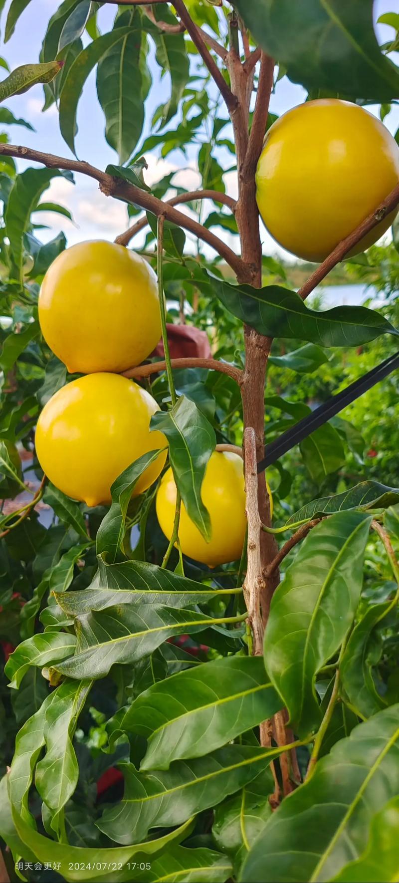 黄晶果苗 红宝石 地栽盆栽绿值
