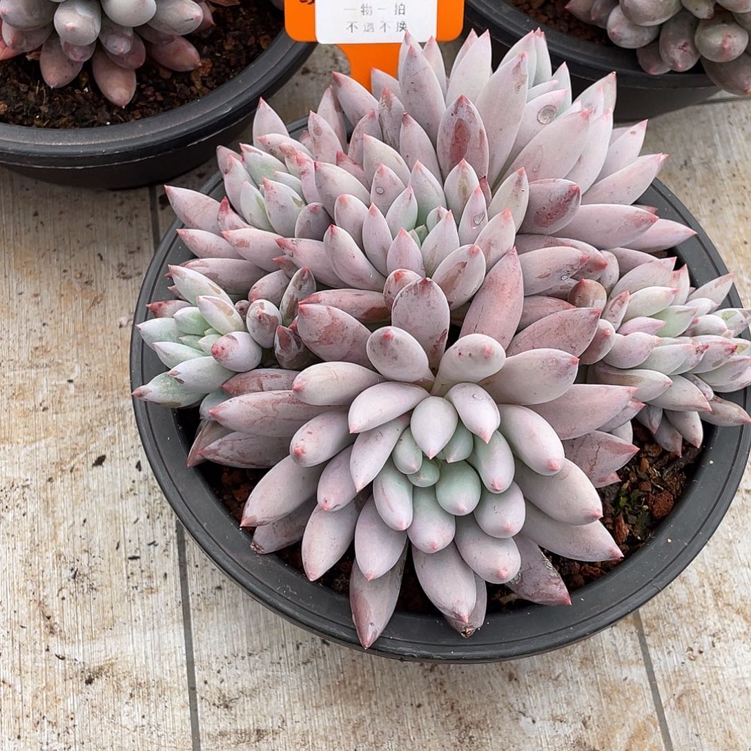 ****糖所罗门群生2760号