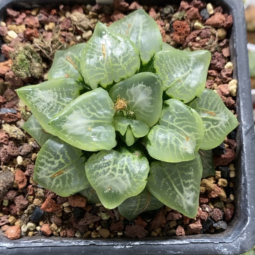 【闪购商品】134乱舞康平母本