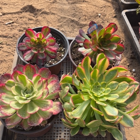 ?****199多肉植物组合